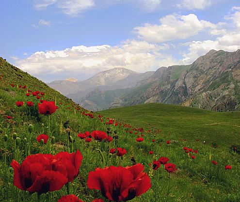 alborz berg