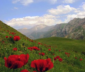 alborz berg