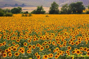 zonnebloemen
